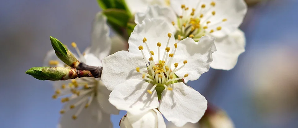 Florithrapie.jpg FlorithérapieFleurs de Bach et Deva